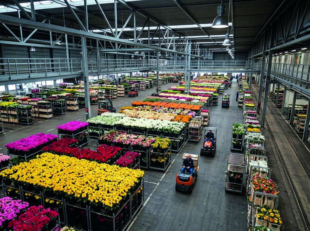 Ampio magazzino con file di carrelli carichi di fiori e mezzi di movimentazione